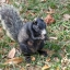 Ron_jacobson